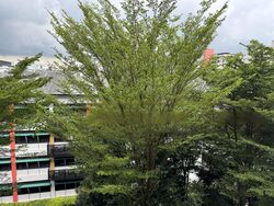 Blk 484 Jurong West Avenue 1 (Jurong West), HDB 3 Rooms #605357071